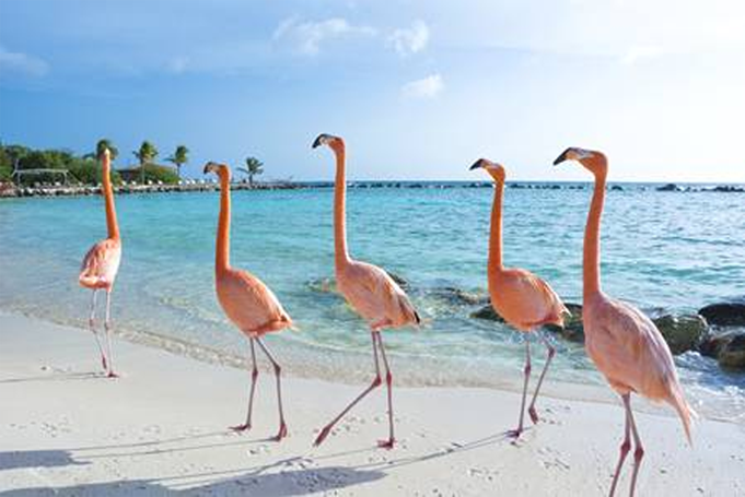 5 flamingos on the beach